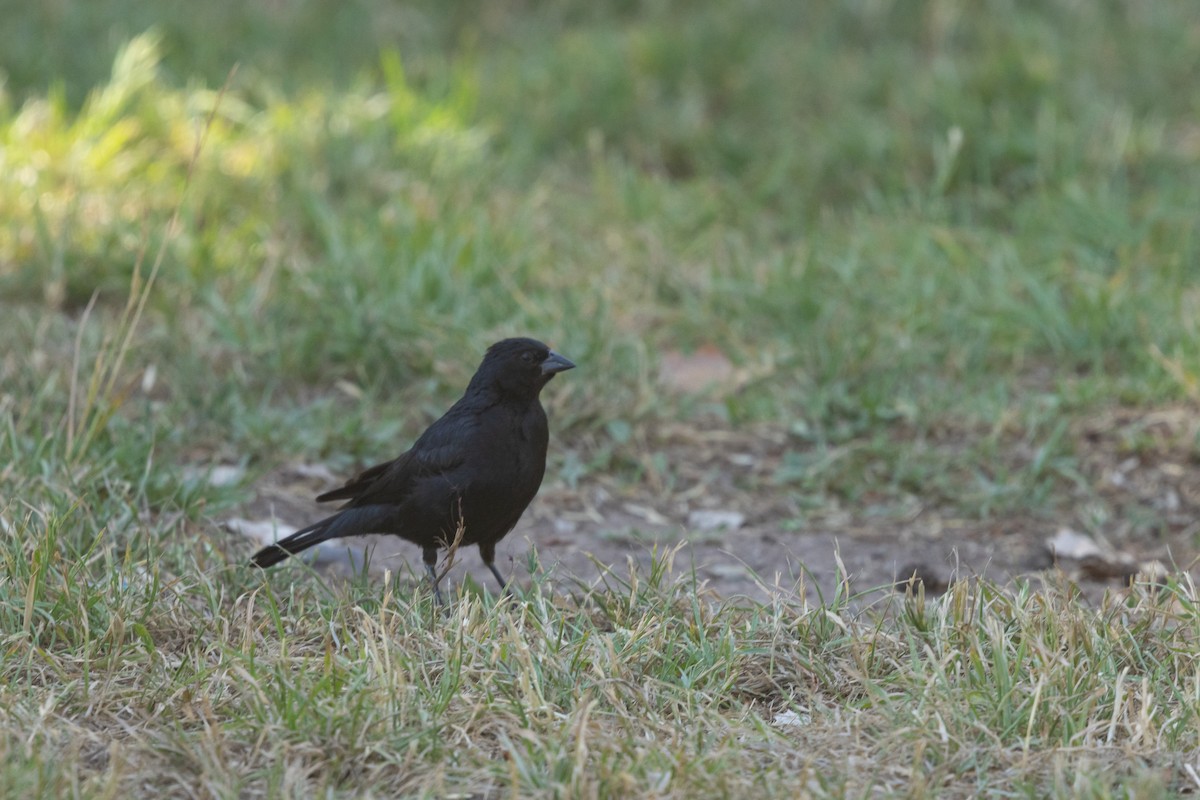 Screaming Cowbird - ML629647651