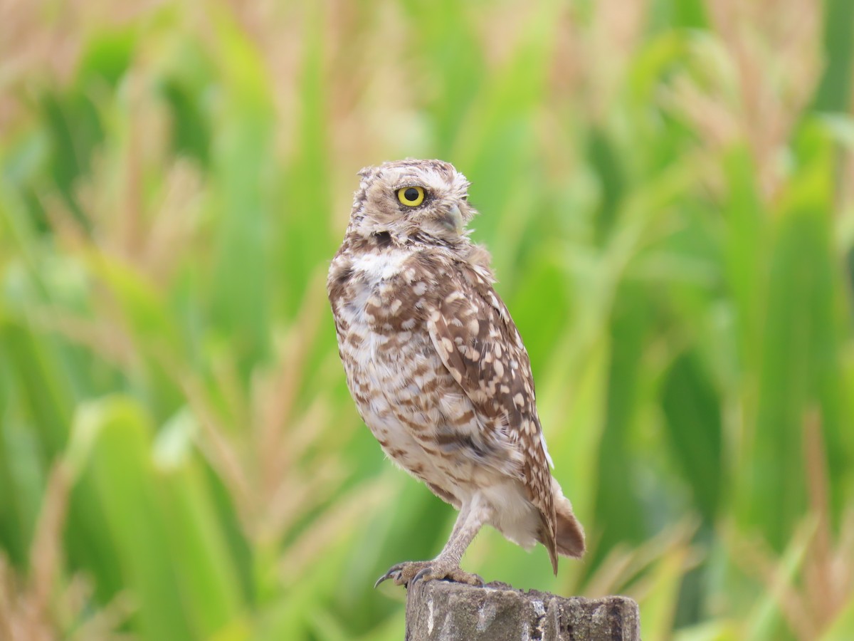 アナホリフクロウ（cunicularia グループ） - ML629647683