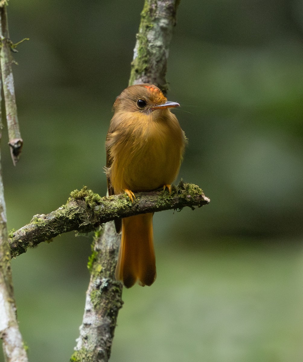 Atlantic Royal Flycatcher - ML629647714