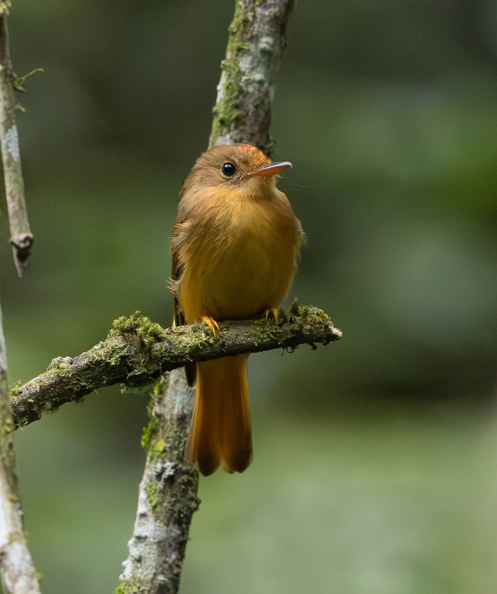Atlantic Royal Flycatcher - ML629647717
