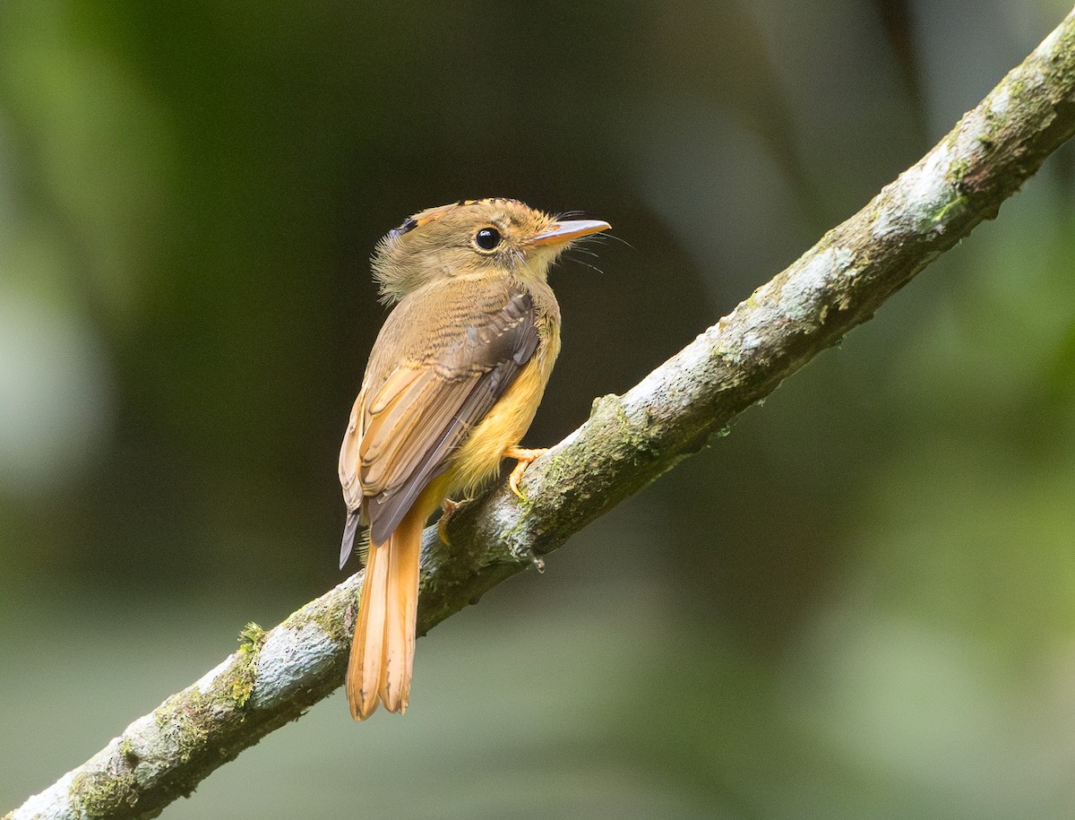 Atlantic Royal Flycatcher - ML629647719