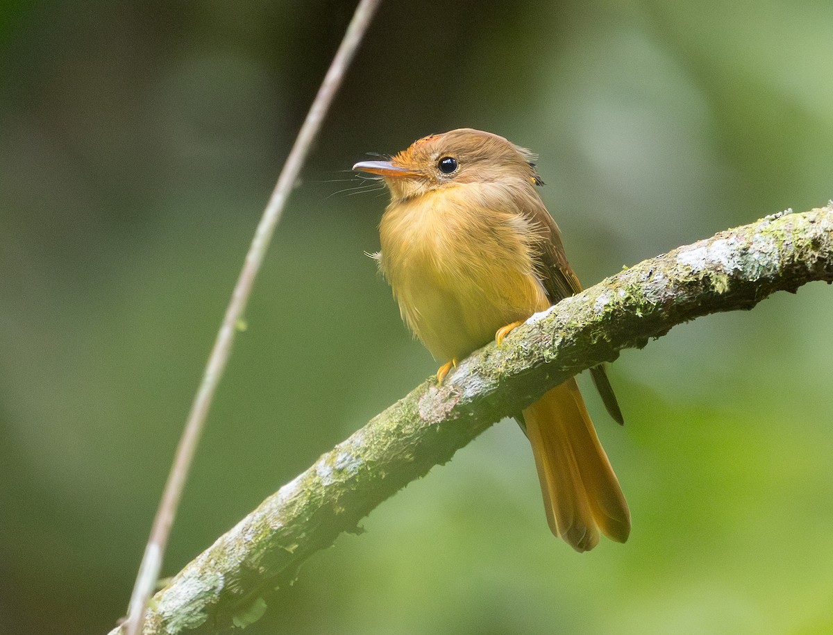 Atlantic Royal Flycatcher - ML629647722