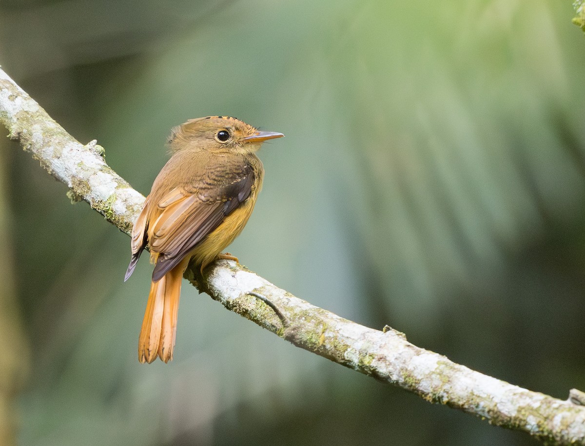 Atlantic Royal Flycatcher - ML629647725
