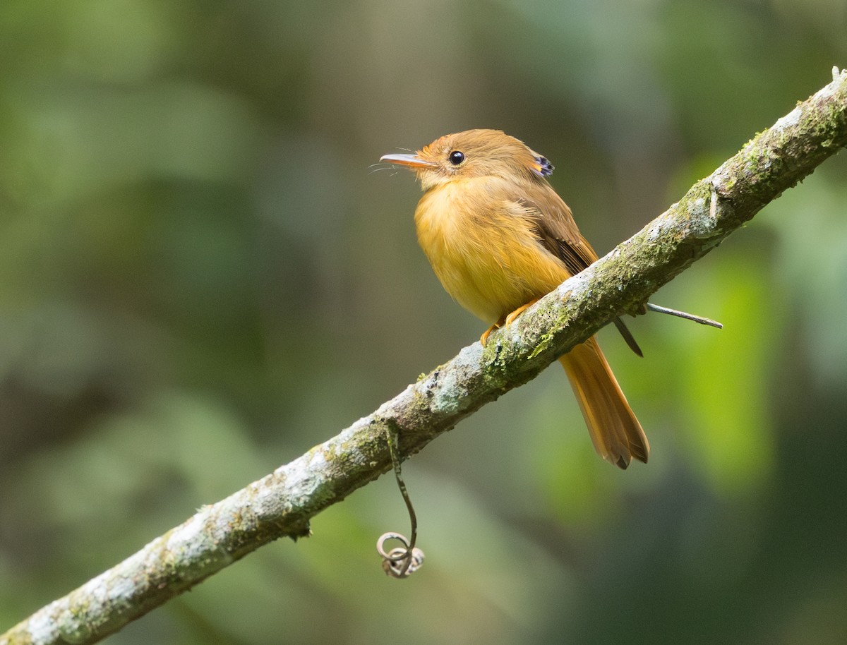 Atlantic Royal Flycatcher - ML629647726
