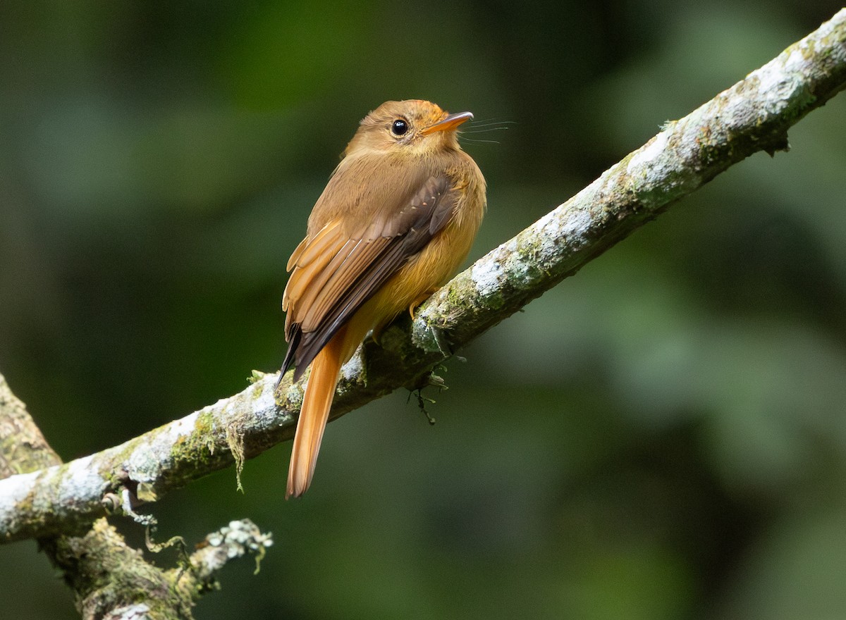 Atlantic Royal Flycatcher - ML629647728