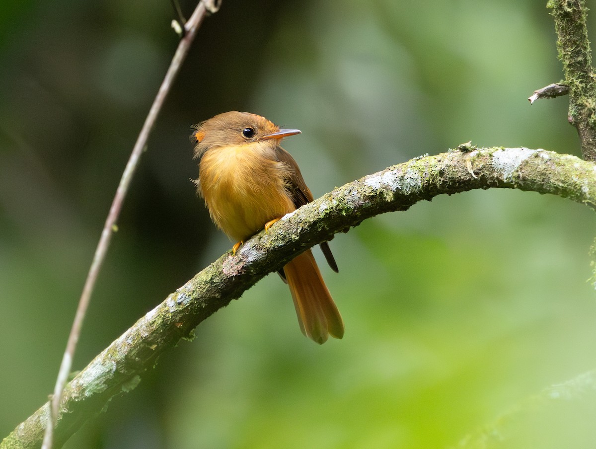 Atlantic Royal Flycatcher - ML629647729