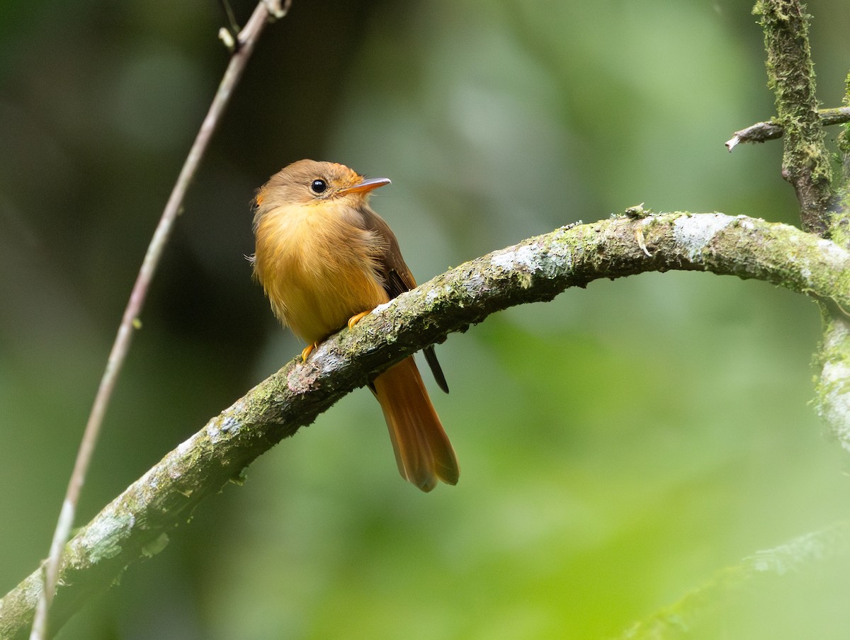 Atlantic Royal Flycatcher - ML629647730
