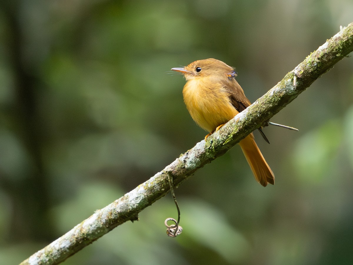 Atlantic Royal Flycatcher - ML629647731