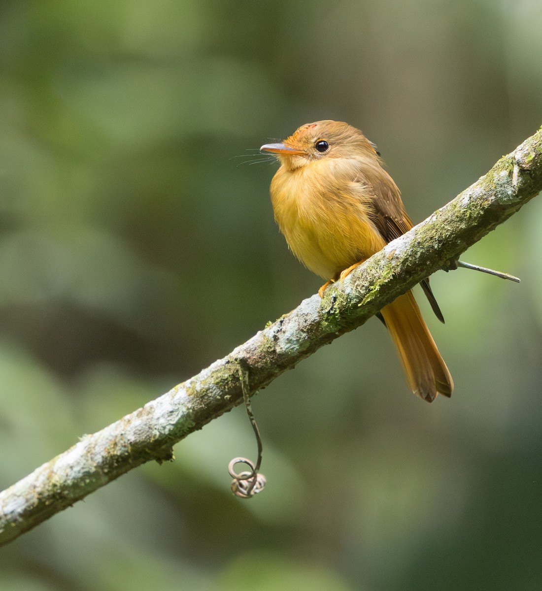 Atlantic Royal Flycatcher - ML629647732