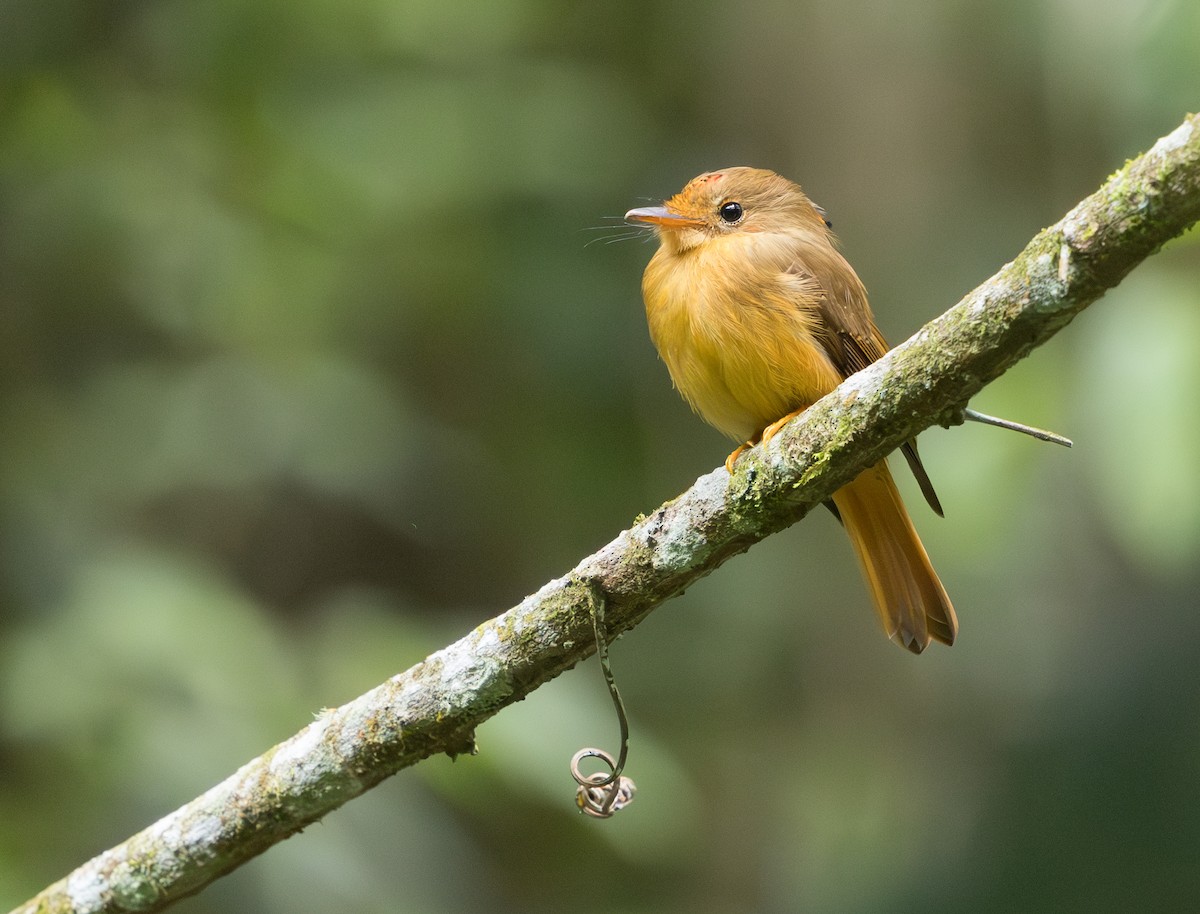 Atlantic Royal Flycatcher - ML629647733