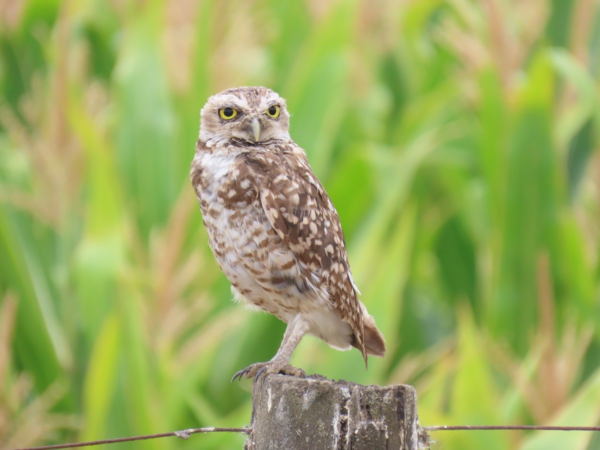 アナホリフクロウ（cunicularia グループ） - ML629647745