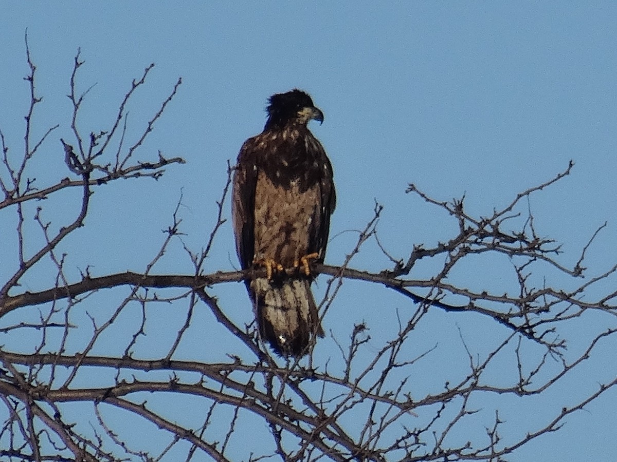 Bald Eagle - ML629647769