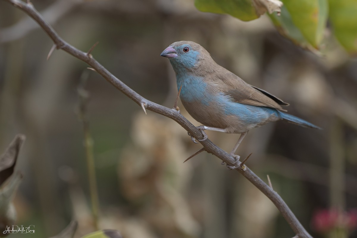 Red-cheeked Cordonbleu - ML629647772