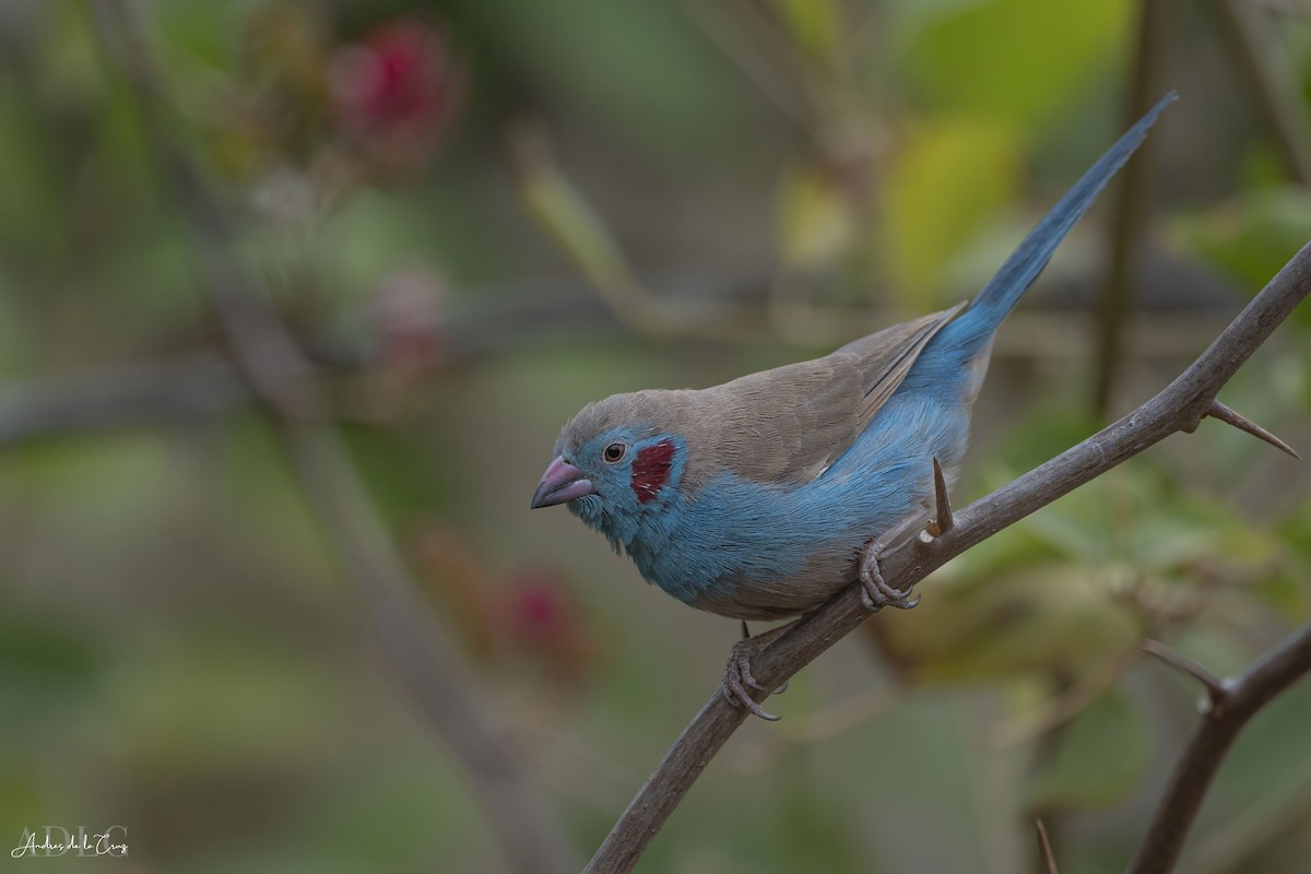 Red-cheeked Cordonbleu - ML629647773