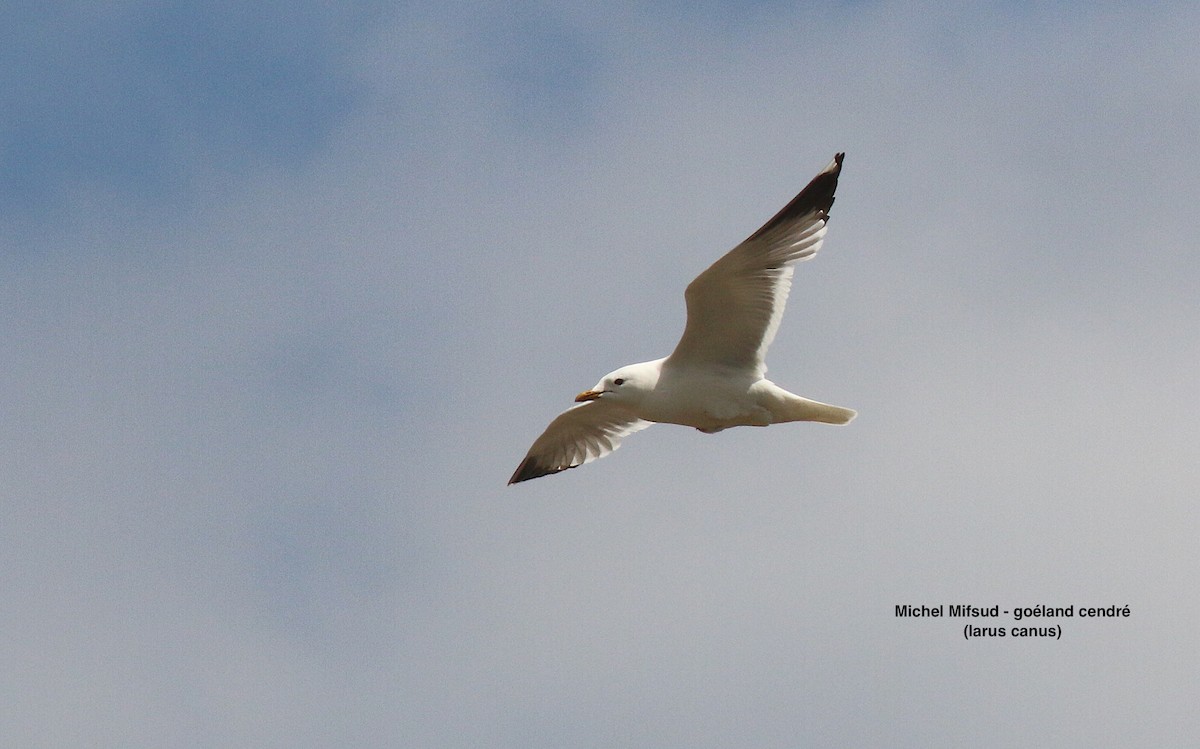 Gavina - ML629647851