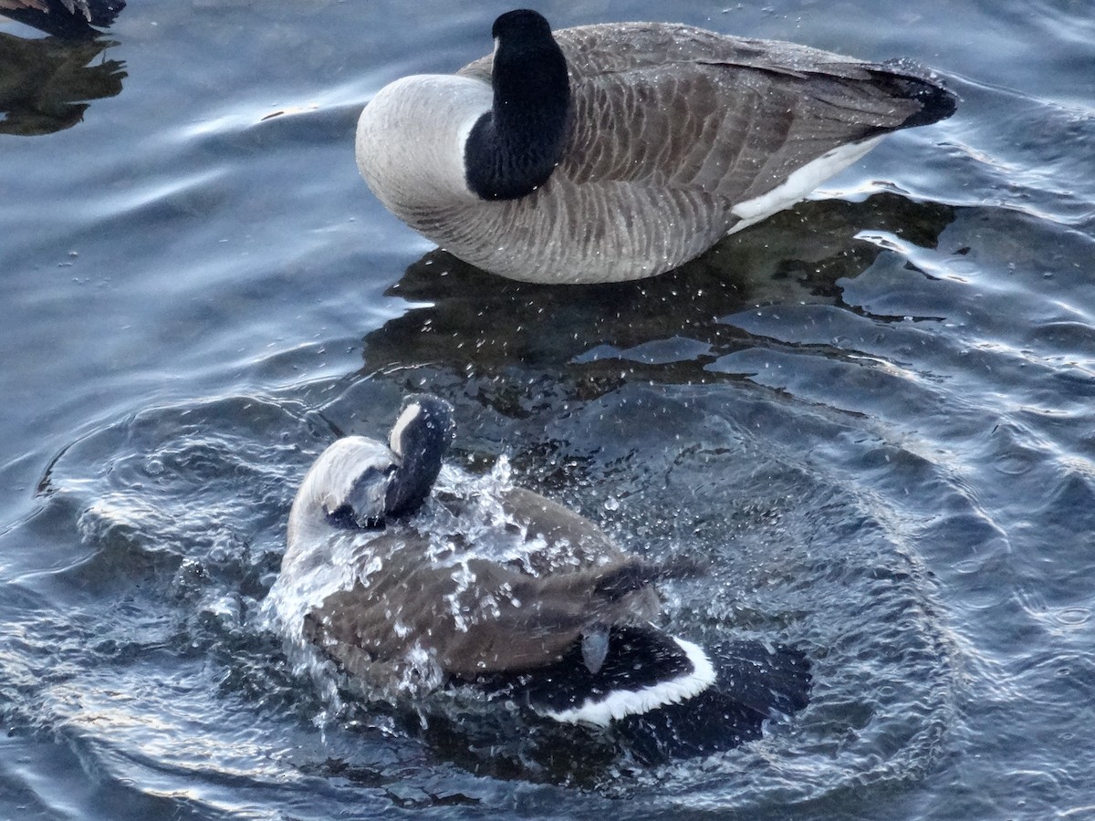 Canada Goose (moffitti/maxima) - ML629647928