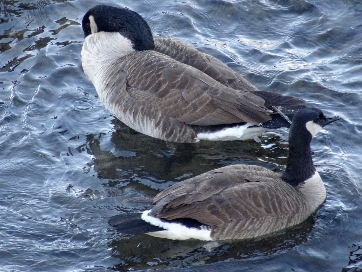 Canada Goose (moffitti/maxima) - ML629647930