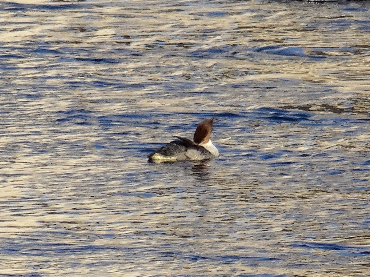 Common Merganser (North American) - ML629647938