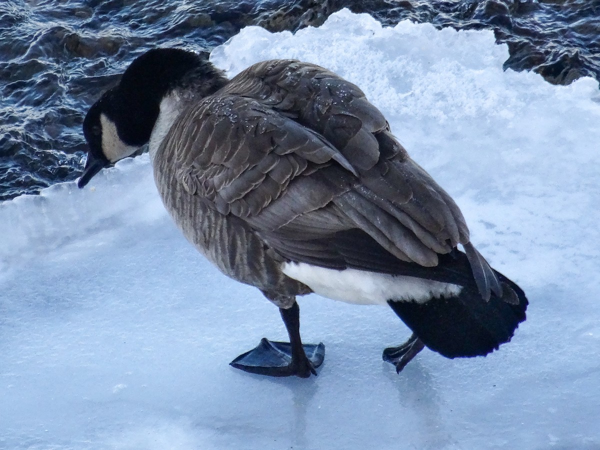 Canada Goose (moffitti/maxima) - ML629647944