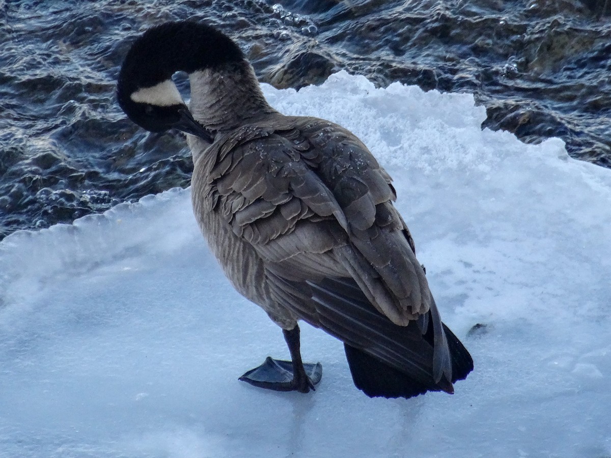 Canada Goose (moffitti/maxima) - ML629647946
