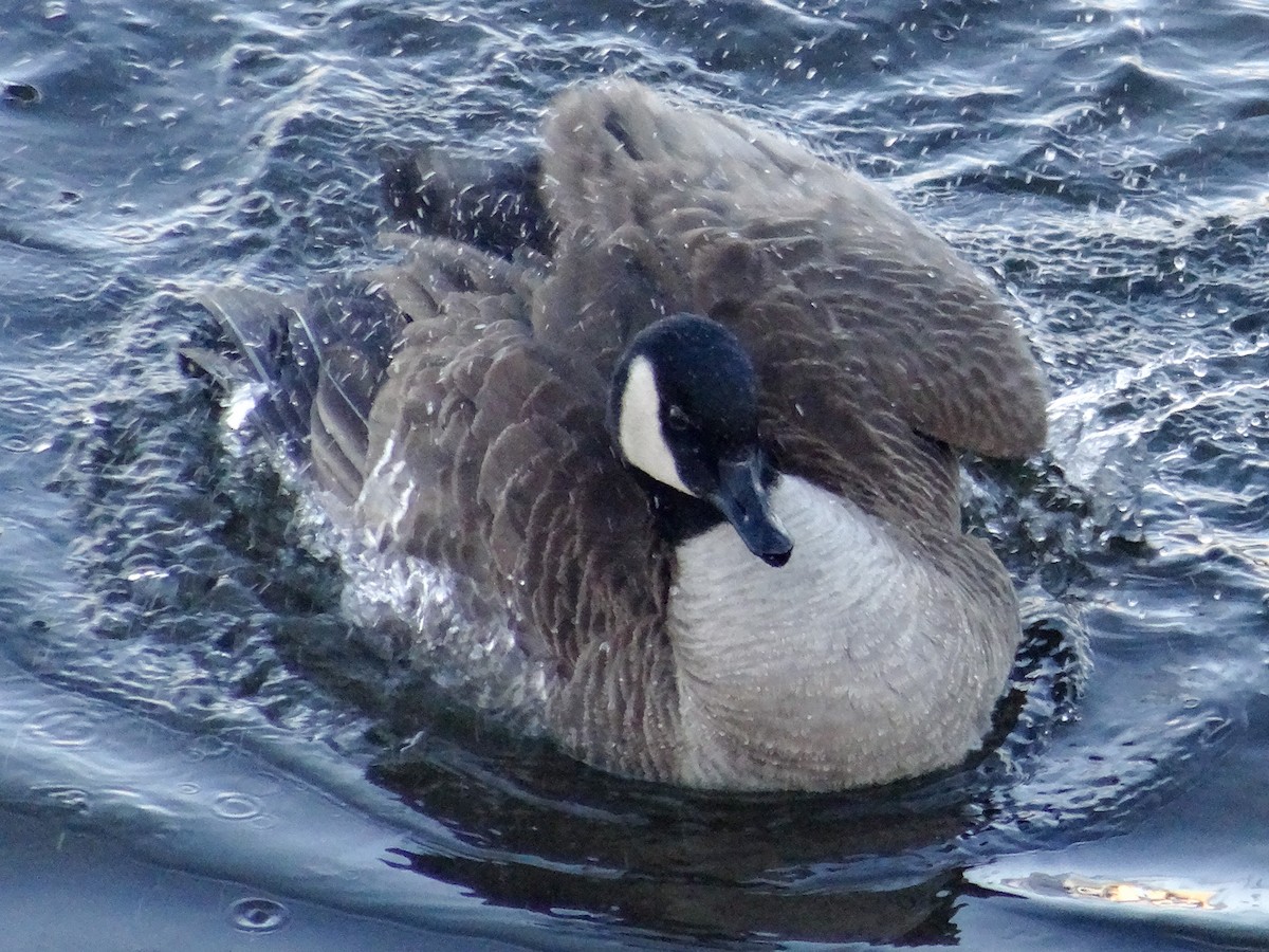 Canada Goose (moffitti/maxima) - ML629647949