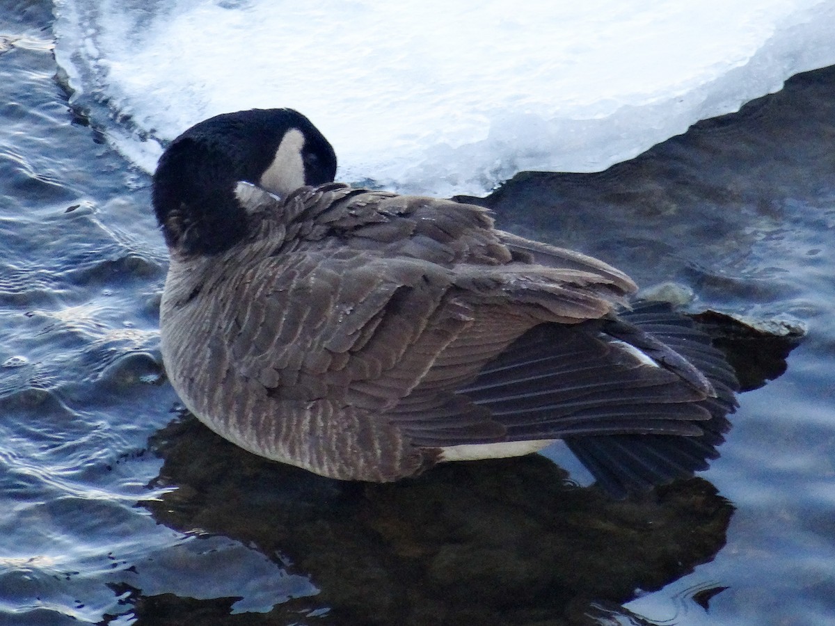 Canada Goose (moffitti/maxima) - ML629647950