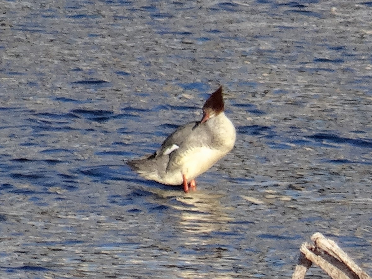 Common Merganser (North American) - ML629647952