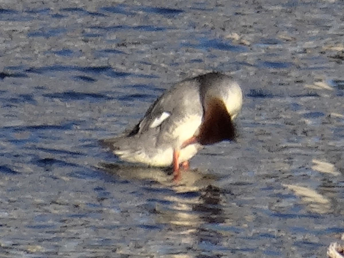 Common Merganser (North American) - ML629647953