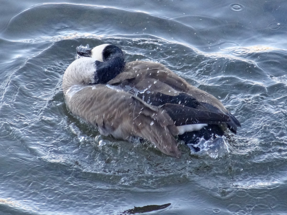 Canada Goose (moffitti/maxima) - ML629647959