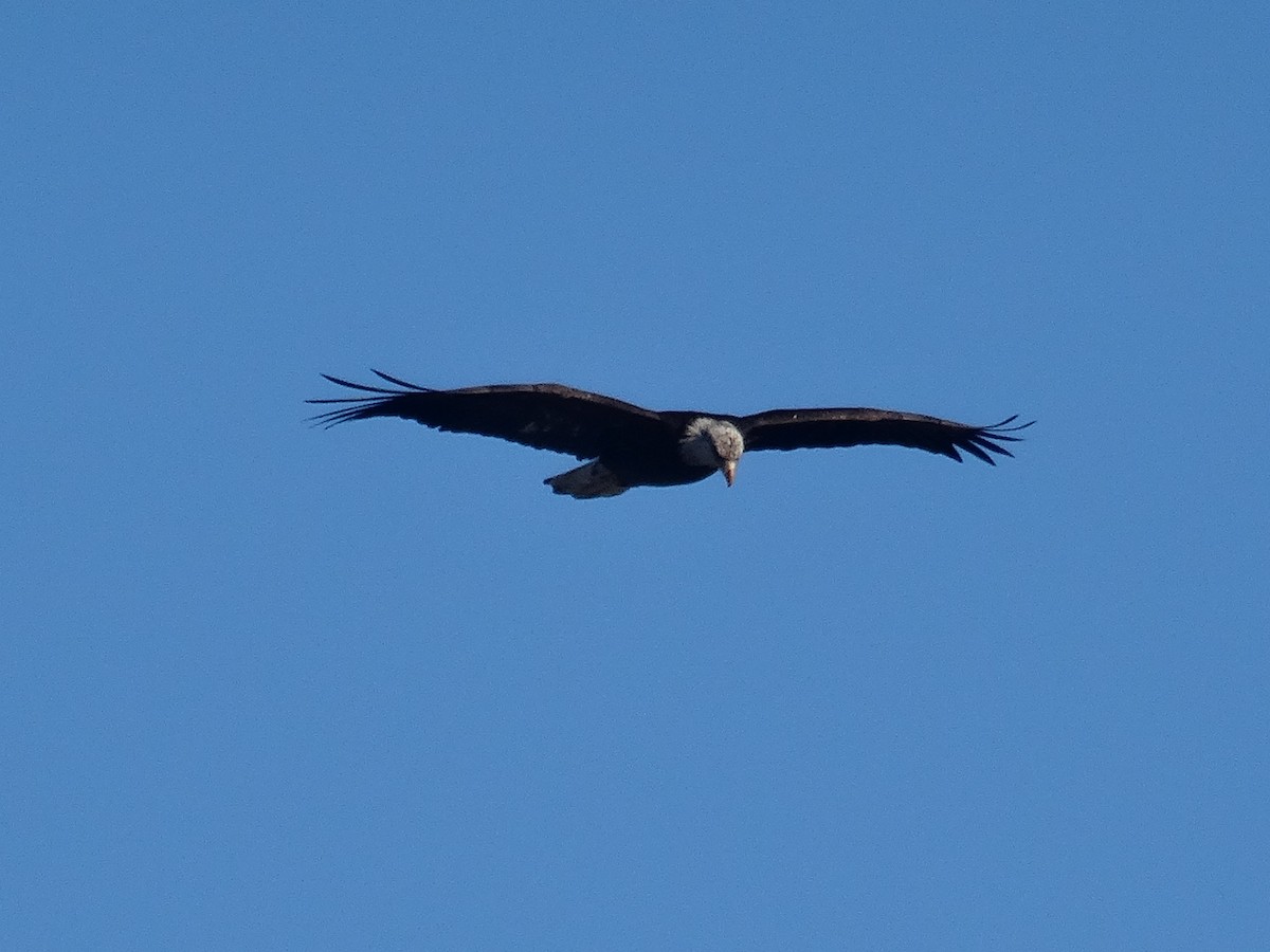 Bald Eagle - ML629647966