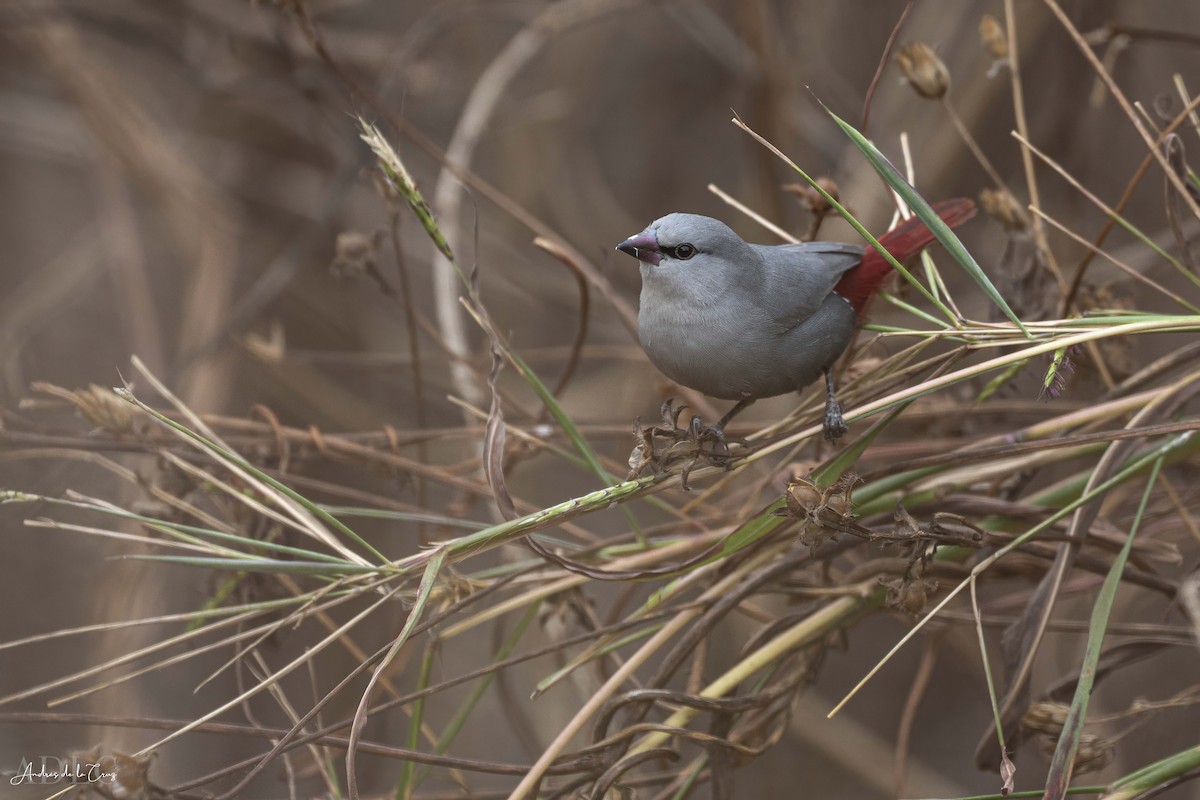 Lavender Waxbill - ML629647974