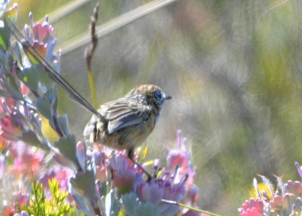 Southern Emuwren - ML629647983