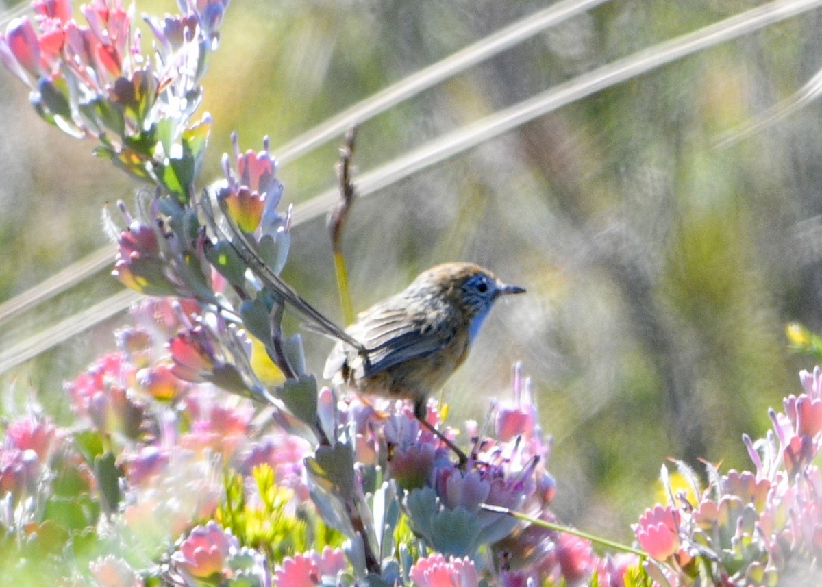 Southern Emuwren - ML629647984