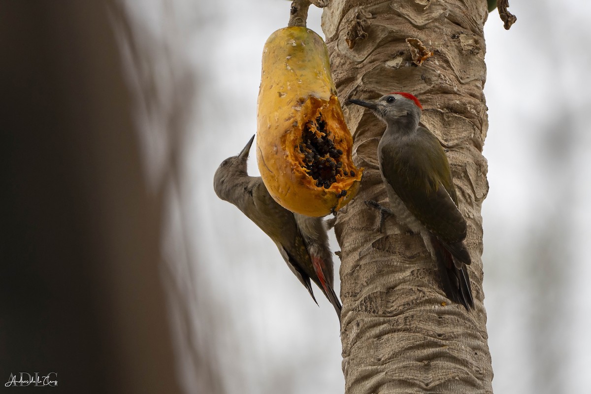 African Gray Woodpecker - ML629648058