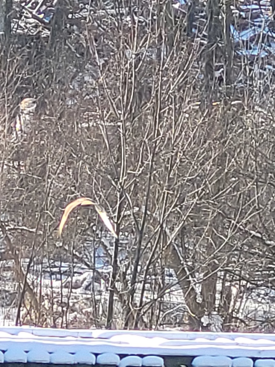 Red-tailed Hawk - ML629648064