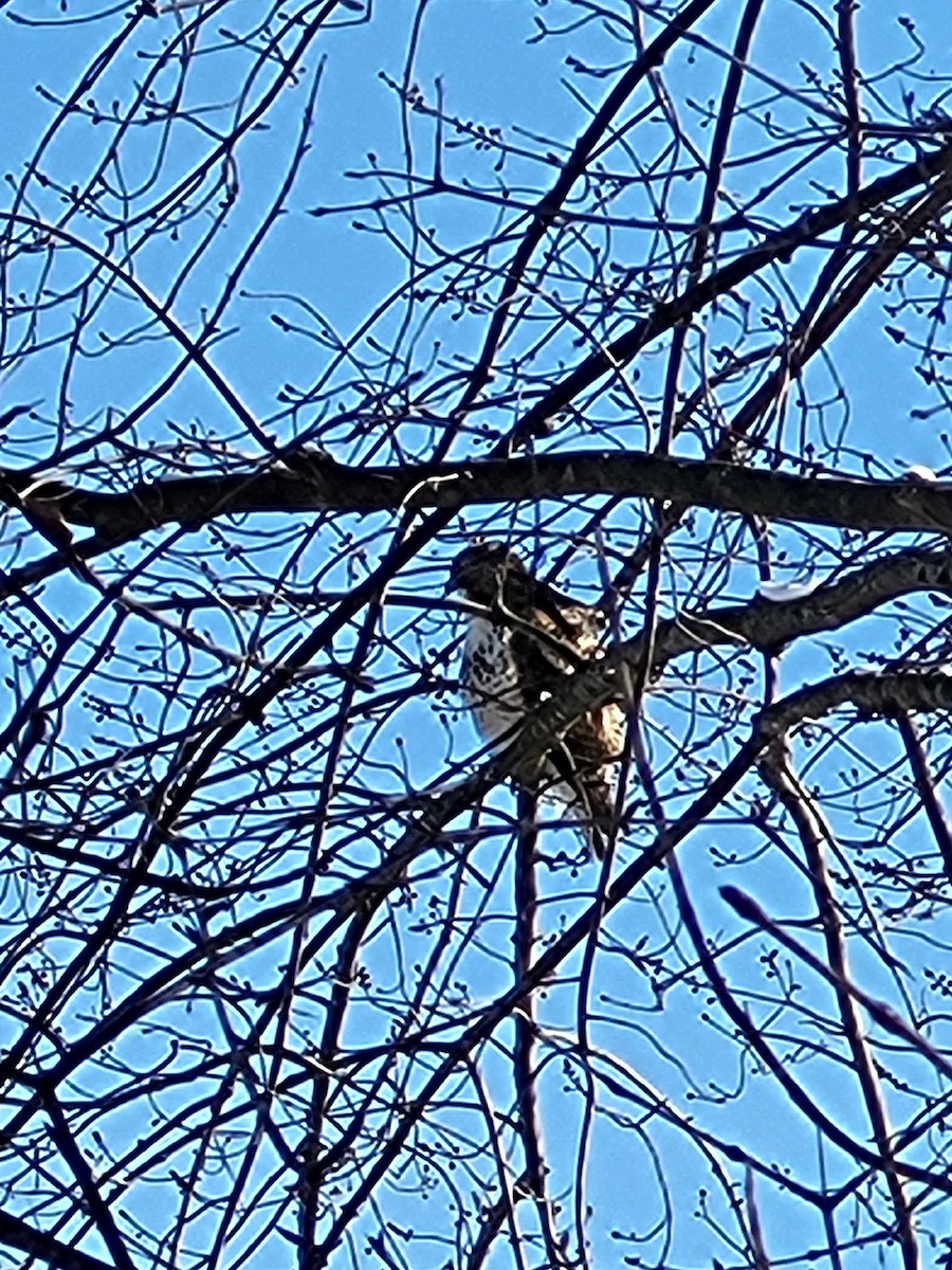 Red-tailed Hawk - ML629648067