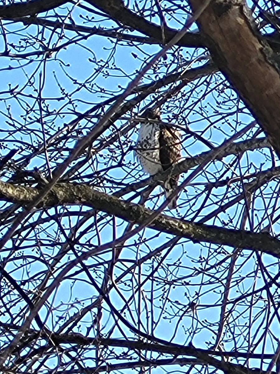 Red-tailed Hawk - ML629648068