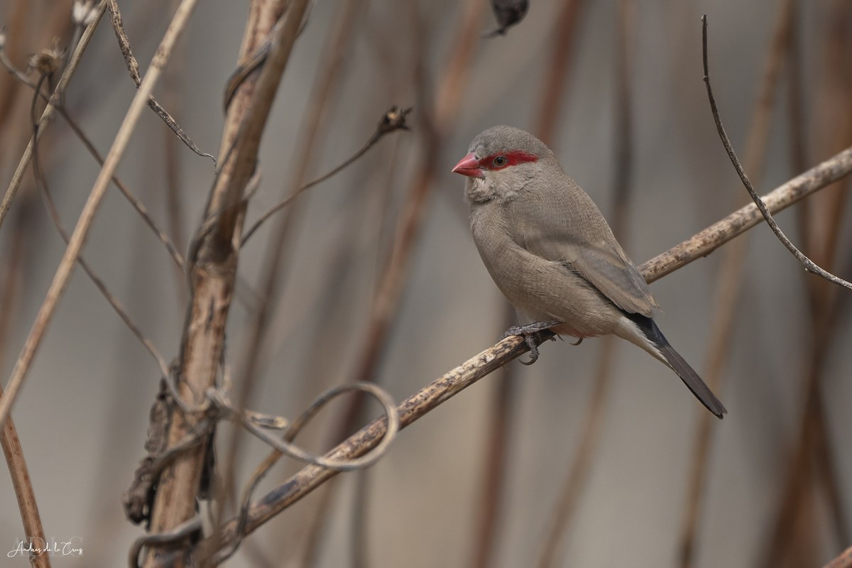 Black-rumped Waxbill - ML629648240
