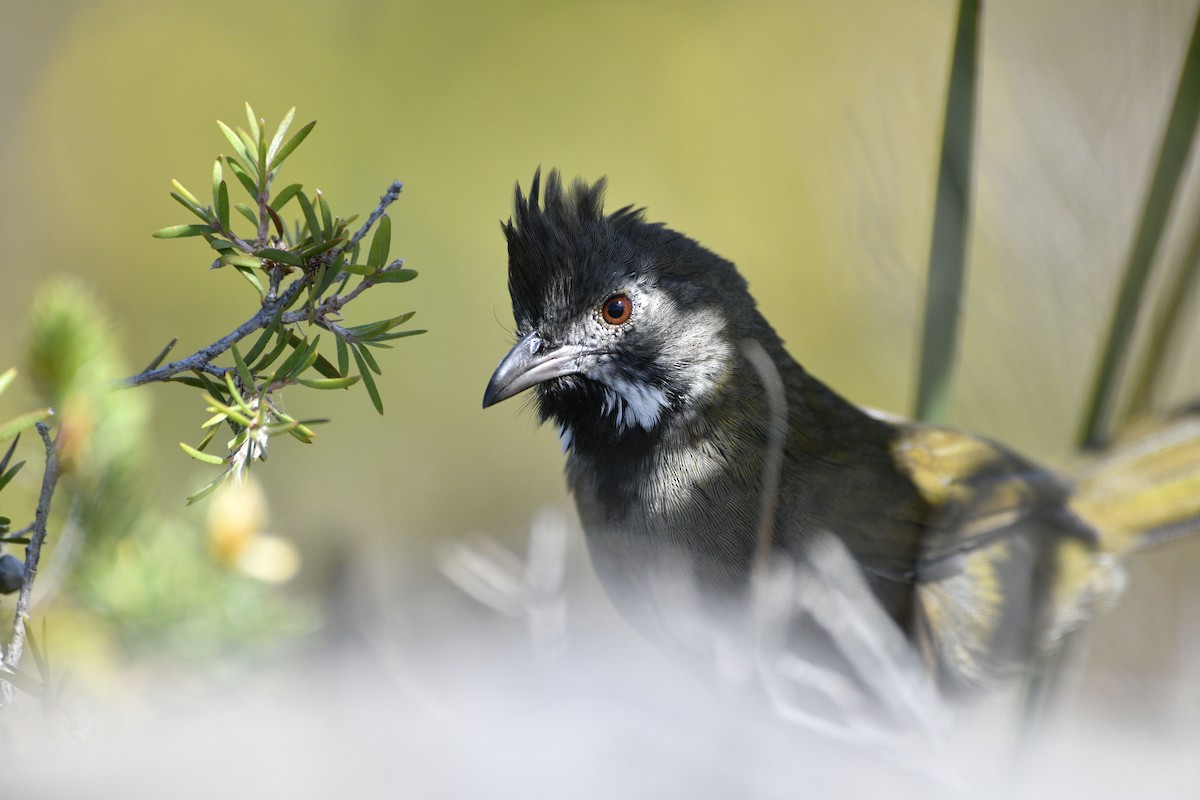 Western Whipbird - ML629648255
