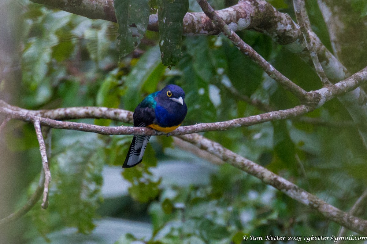 amazontrogon - ML629648351