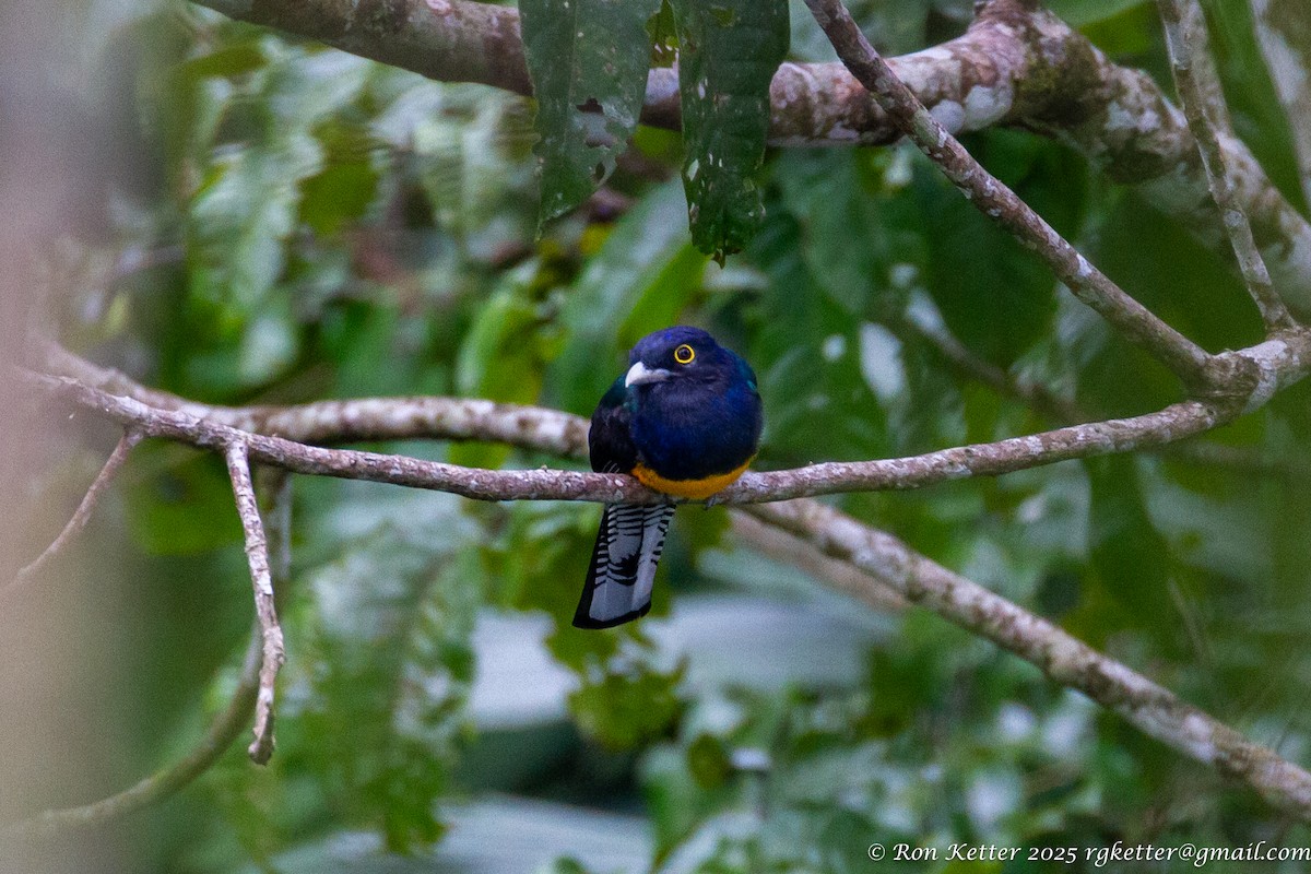 amazontrogon - ML629648352
