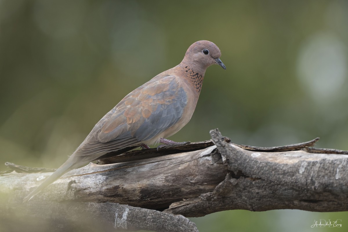 Laughing Dove - ML629648387
