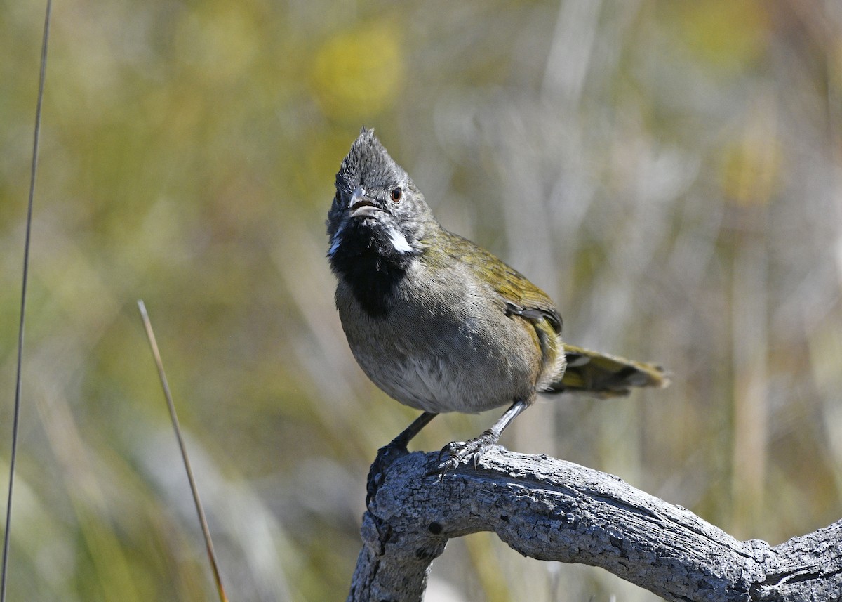 Western Whipbird - ML629648541
