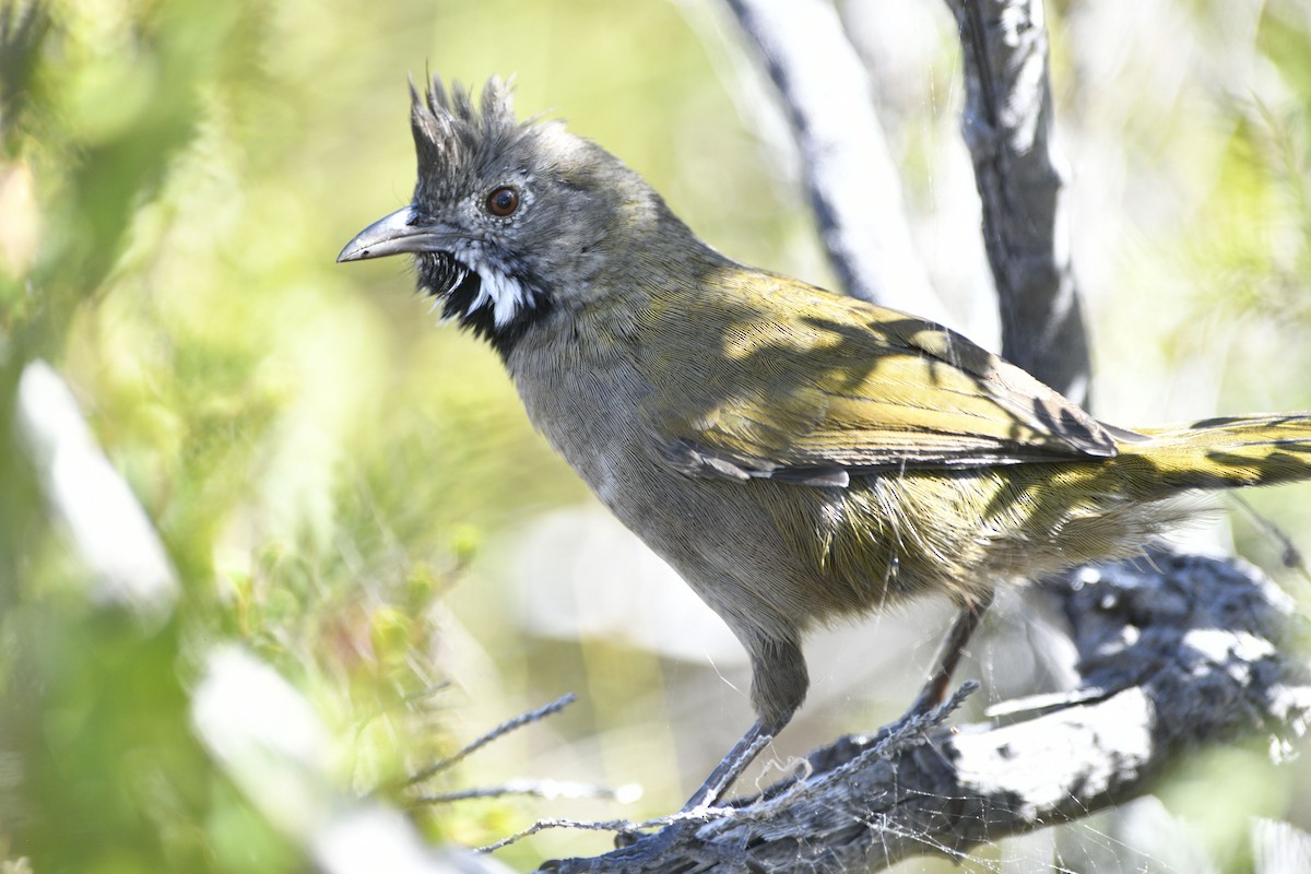 Western Whipbird - ML629648562
