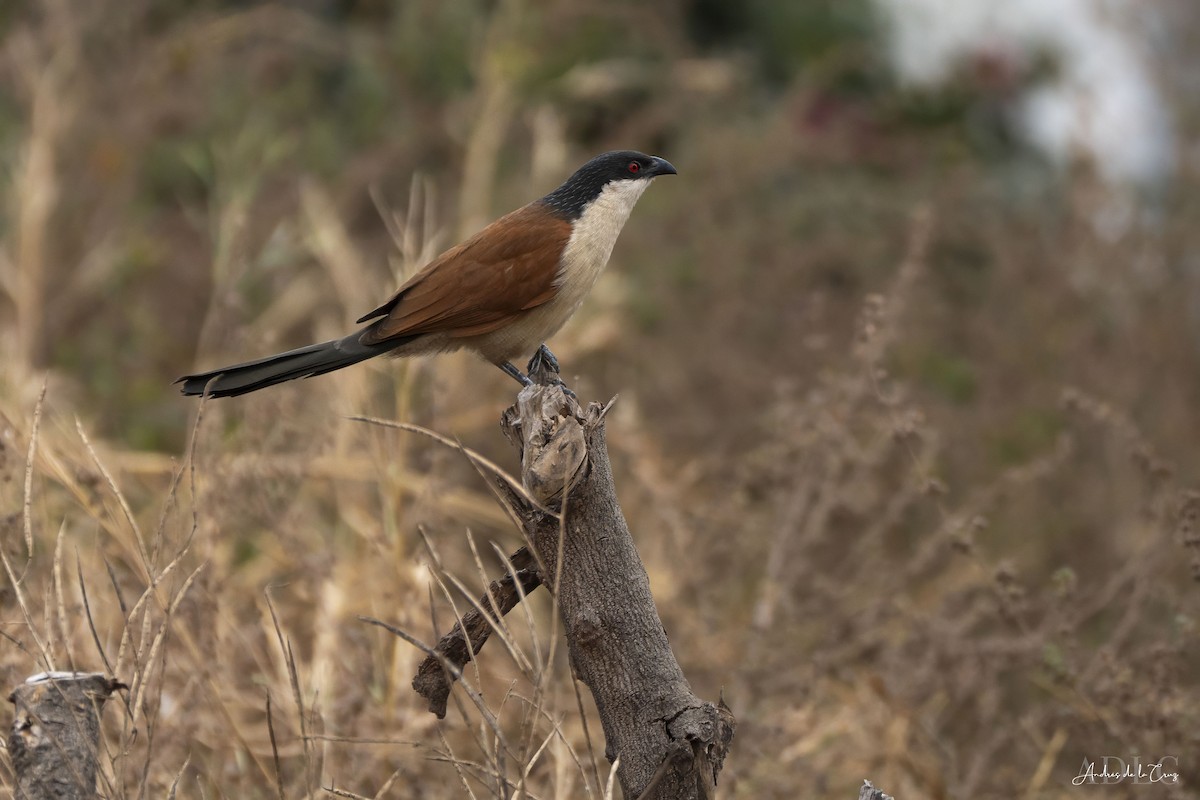 Senegal Coucal - ML629648572