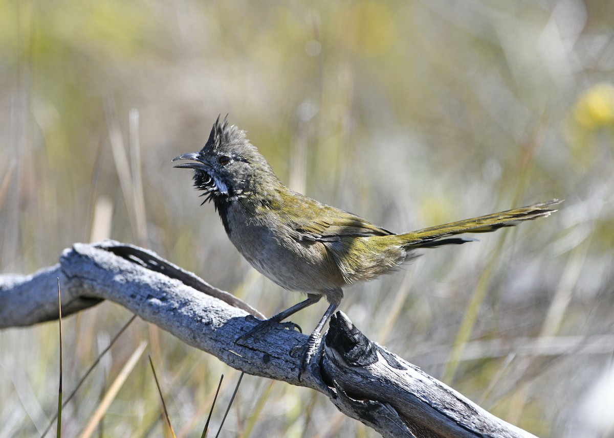 Western Whipbird - ML629648582