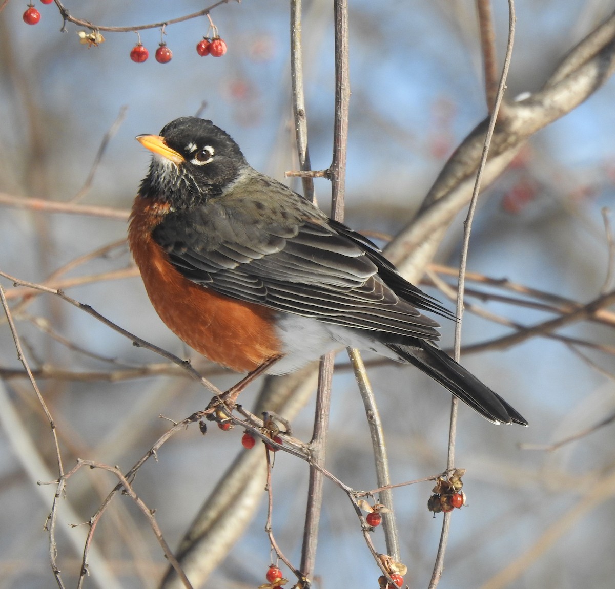 American Robin - ML629648598