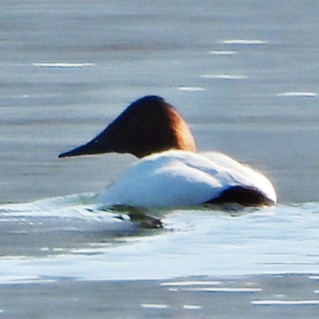 Canvasback - ML629648620