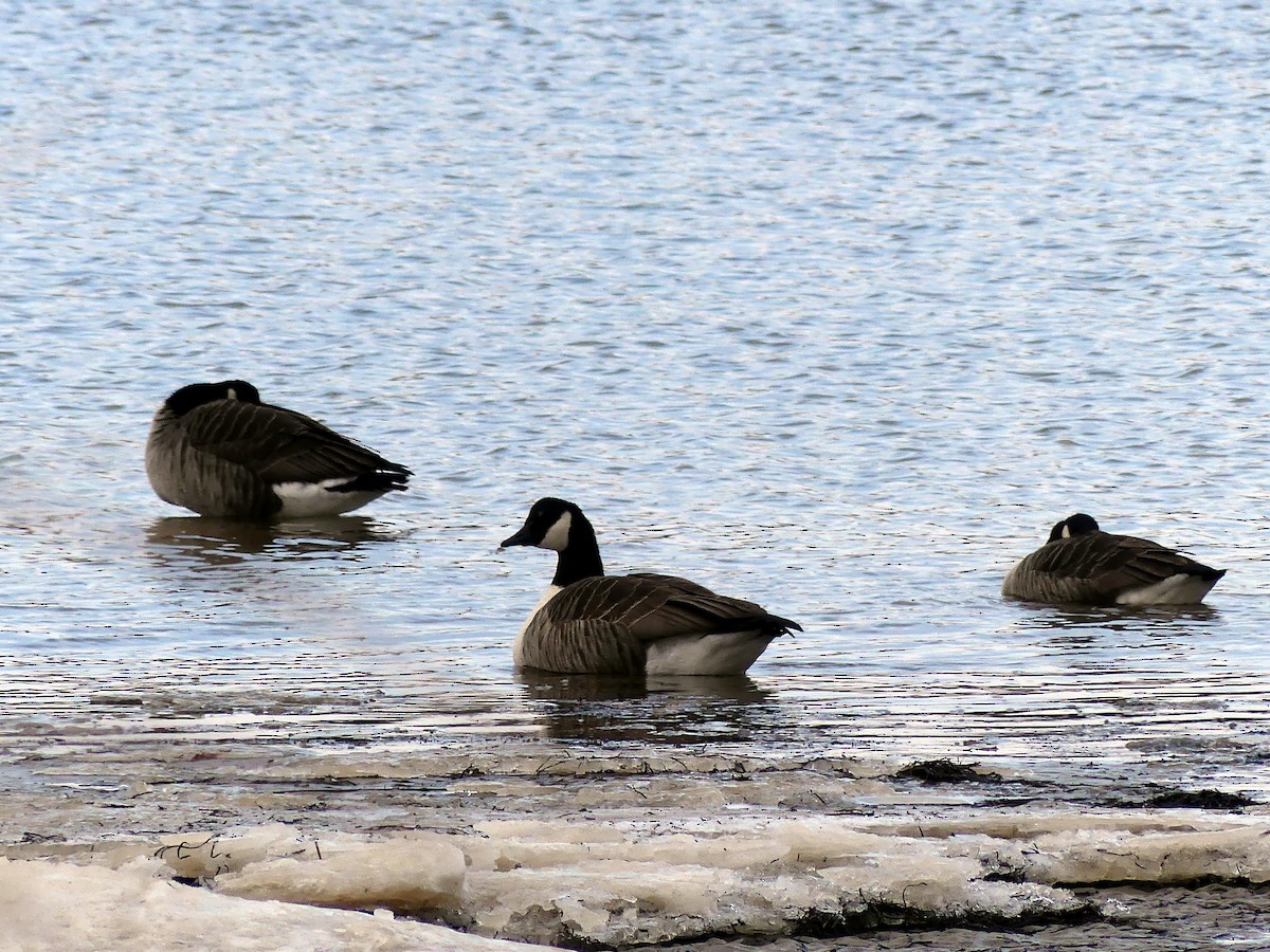 Canada Goose - ML629648677