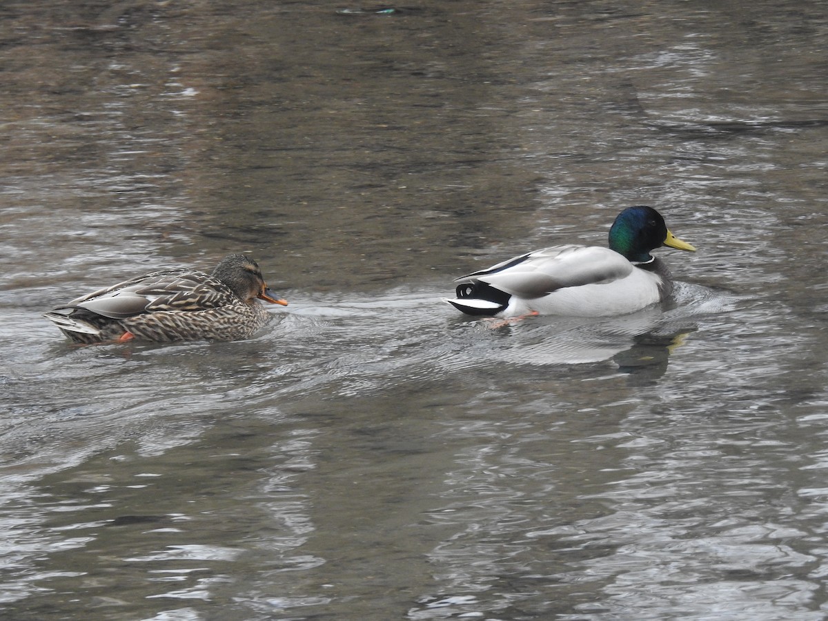 Mallard - ML629648690